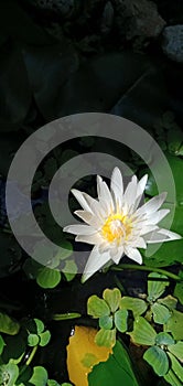 shining white lotus flowers budhism spirituality