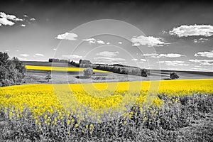 Shining yellow oilseed rape fields