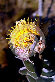 A shining yellow pin cushion flower