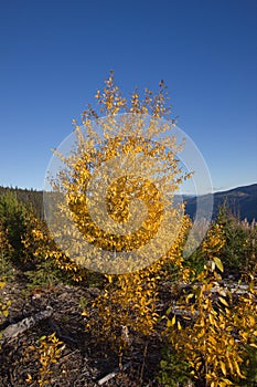 Shining yellow tree during Indian summer in Canada