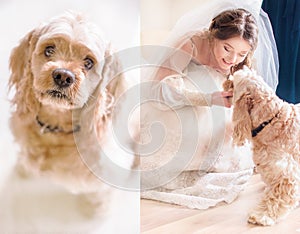 Shining young bride plays with little dog