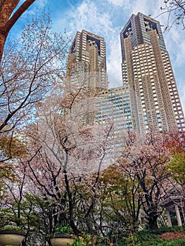 Shinjuku Chuo Park in springtime photo