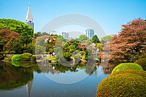 Shinjuku Gyoen with cherry blossom in tokyo, japan