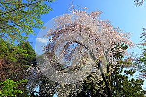 Shinjuku Gyoen National Garden with spring cherry blossom (sakura ) in Shinjuku