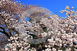 Shinjuku Gyoen National Garden with spring cherry blossom (sakura ) in Shinjuku