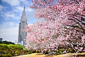 Shinjuku Gyoen Park in the Springtime