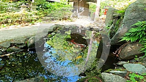 Junisou Kumano Shrine, Shinjuku, goldfish, pond, Benten, fountain photo