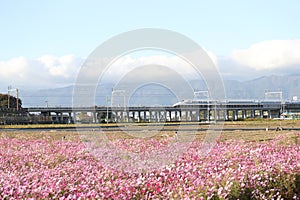 Shinkansen bullet train with cosmos field