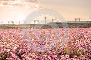 Shinkansen bullet train with cosmos field