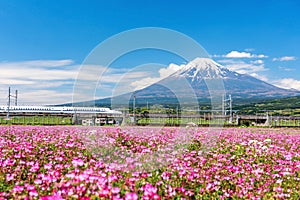 Shinkansen JR Bullet train pass Mt. Fuji and pink flower, Shizuoka