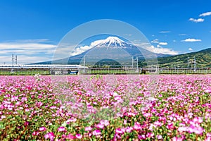 Shinkansen at pink flower and mount fuji,  Shizuoka