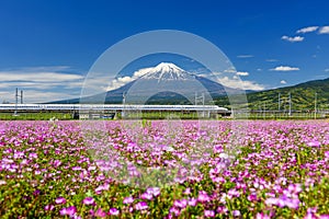 Shinkansen train through Mount Fuji in spring