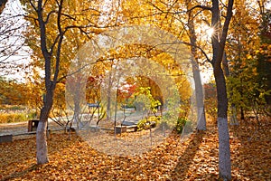 Shinning Autumn forest