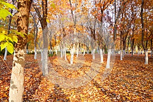 Shinning Autumn forest