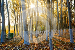 Shinning Autumn silver birch forest