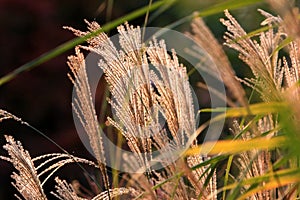 The shinning fingers of grass photo