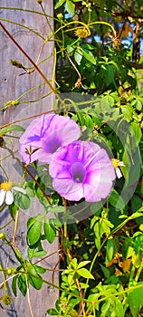 Shinning purple flower