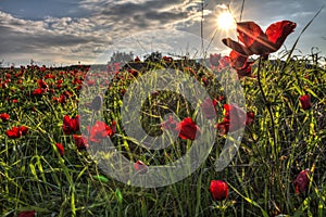 Shinning Sun at the background of blooming red Anemone Coronaria flowers