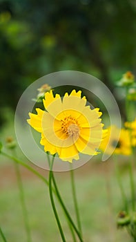 shinning yellow flower