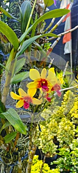 Shinning yellow orchid part three