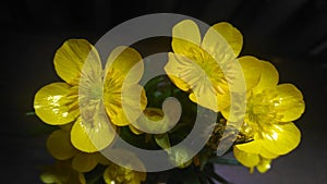 Shinning yellow petals