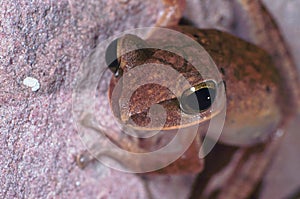 Shinny frog close up shot macro on the wall in keeping room