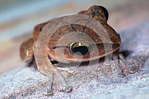 Shinny frog on the wall of hometown