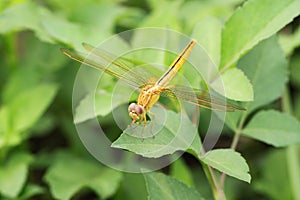 Shinny gold dragon fly photo