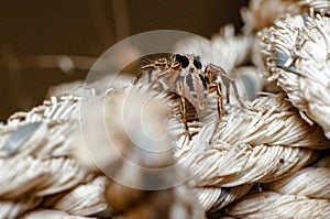 Shinny spider on the rope in keeping room