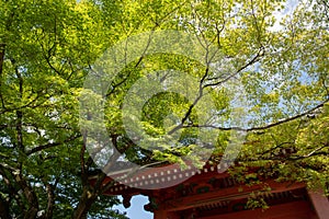 Shinnyo-do Temple of fresh verdure, Kyoto, Japan