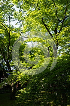 Shinnyo-do Temple of fresh verdure, Kyoto, Japan