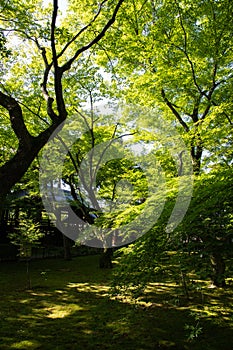 Shinnyo-do Temple of fresh verdure, Kyoto, Japan