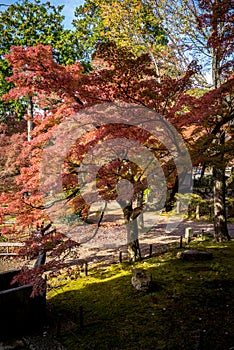 Shinnyodo temple in Autumn in Kyoto