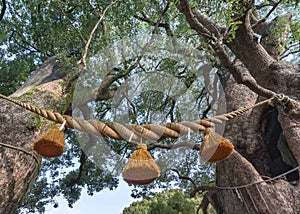 Shinto sacred shimenawa rope hangs between two truncks of two gigantic twins camphor trees in Japan.