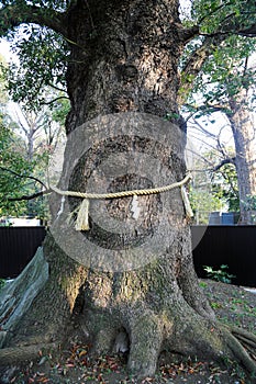 Shinto tree shrine with rope around the tree.