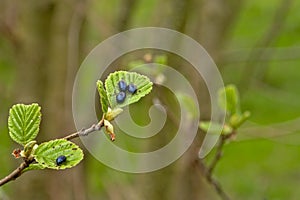 Shiny alder leaf beetles sitting on the leaves of an Alder tree - Agelastica alni