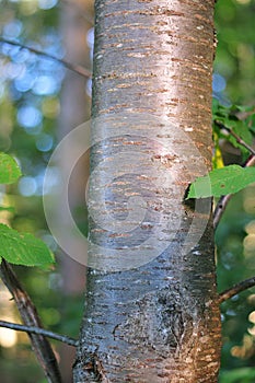 Shiny bark of a cherry tree