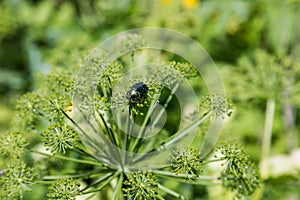 The shiny beetle sits on the umbrella of the hogweed , Altai, Russia