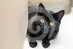 Shiny, black cat with big yellow eyes