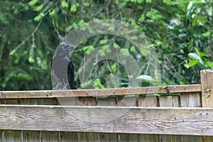 shiny black crow standing on fence alert