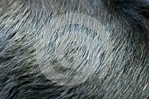 Shiny black fur of dog