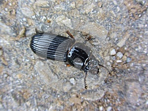 Shiny Black Horned Passalus Beetle - Odontotaenius disjunctus photo