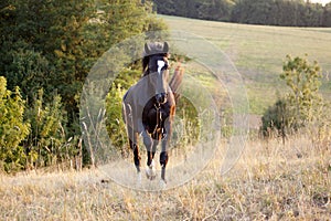 Shiny black Horse gallop free frontal in meadow