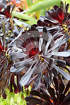 Spring Bloom Series - Stunning Black Leaves on Aeonium Zwartkop photo