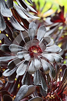 Spring Bloom Series - Stunning Black Leaves on Aeonium Zwartkop Succulent photo