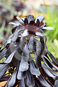 Spring Bloom Series - Stunning Black Leaves on Aeonium Zwartkop Succulent photo