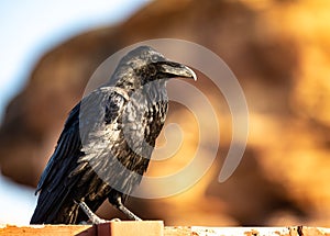 Shiny black raven crow perched on a fence post