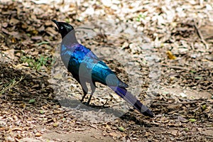 Shiny blue bird in africa Greater Blue-Eared Starling