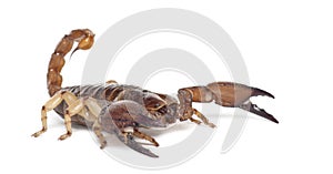 Shiny Burrowing Scorpion