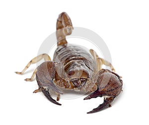 Shiny Burrowing Scorpion